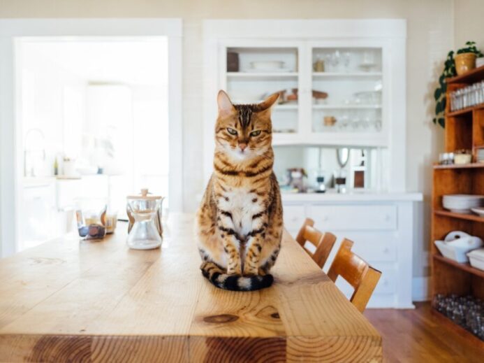 orange and white tabby cat sitting on brown wooden table in kitchen room