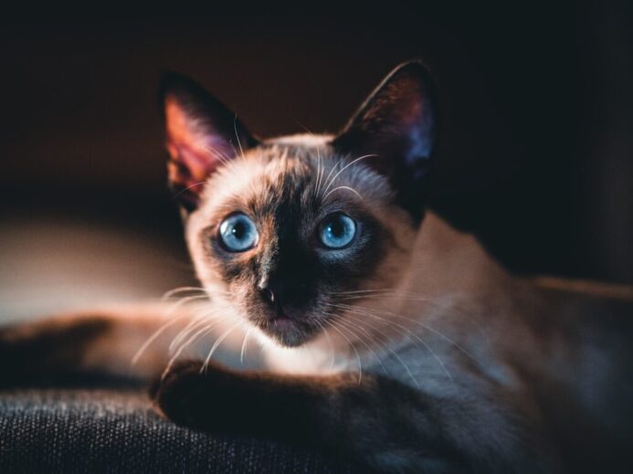 brown and black cat with blue eyes