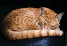 orange tabby cat lying on black leather textile