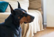 adult black and tan Doberman pinscher inside room