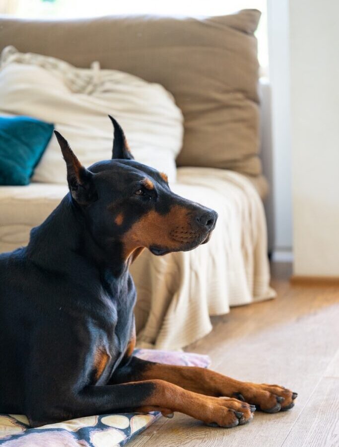 adult black and tan Doberman pinscher inside room