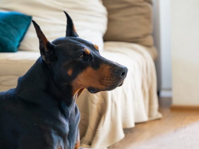 adult black and tan Doberman pinscher inside room