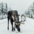 brown moose surrounded by snowfield