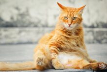 orange cat
