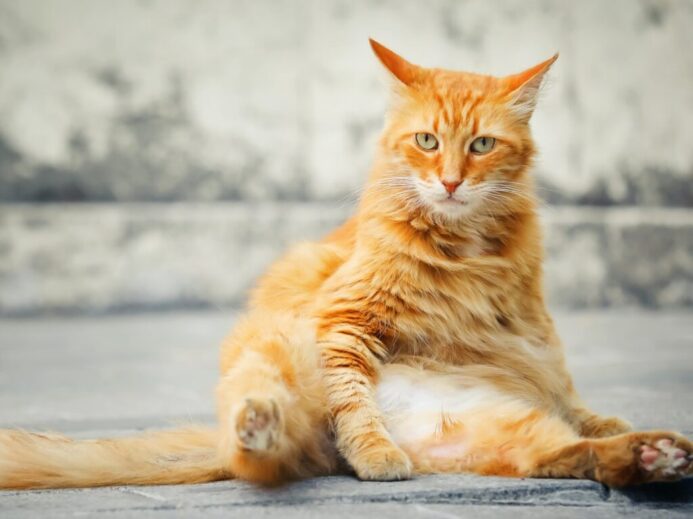orange cat