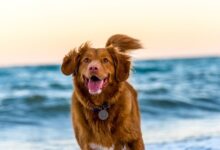 dog running on beach during daytime