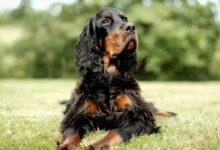 black and brown long coated dog on green grass during daytime