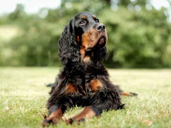 black and brown long coated dog on green grass during daytime
