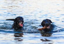 two black dogs swimming