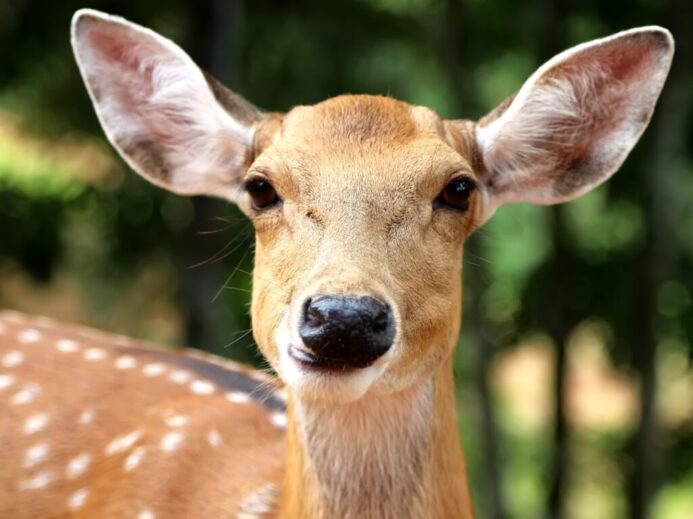 brown reindeer