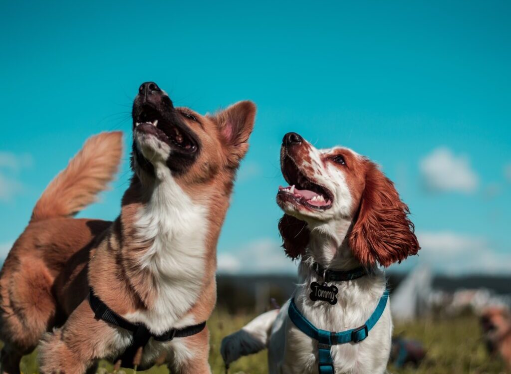 two white and brown dogs