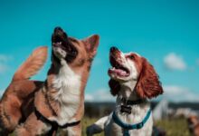 two white and brown dogs