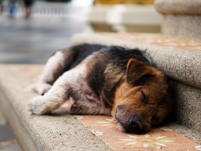 puppy lying on stair