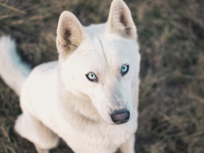 adult white German shepherd
