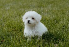 white long coat small dog on green grass field during daytime