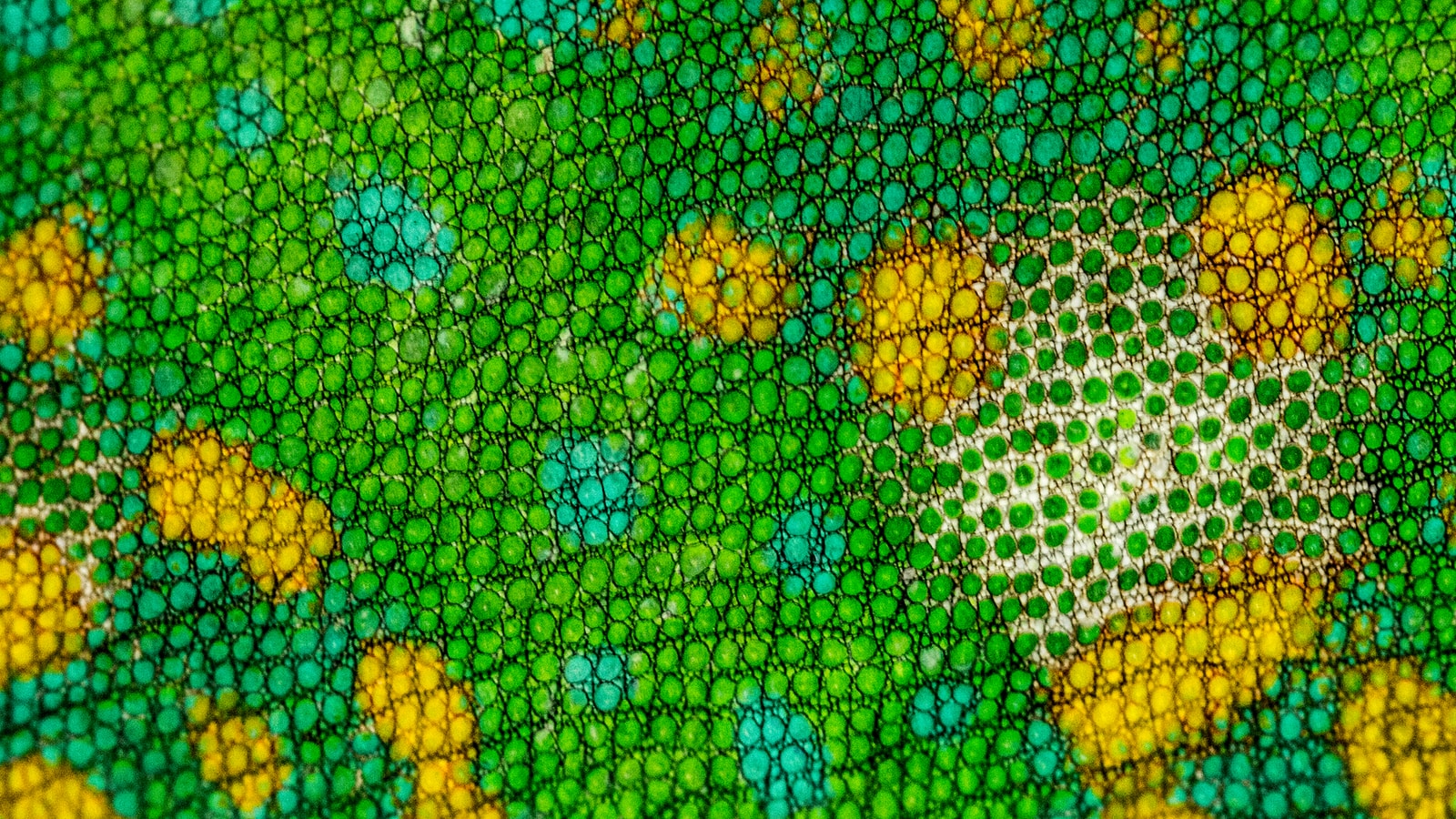 Ante Hamersmit - NeposlušnéTlapky photo of chameleon, chameleon skin
