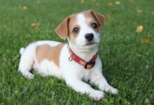 white and brown short coated dog on green grass during daytime