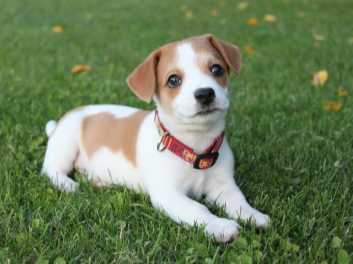 white and brown short coated dog on green grass during daytime