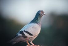 blue and white bird on brown wooden stick