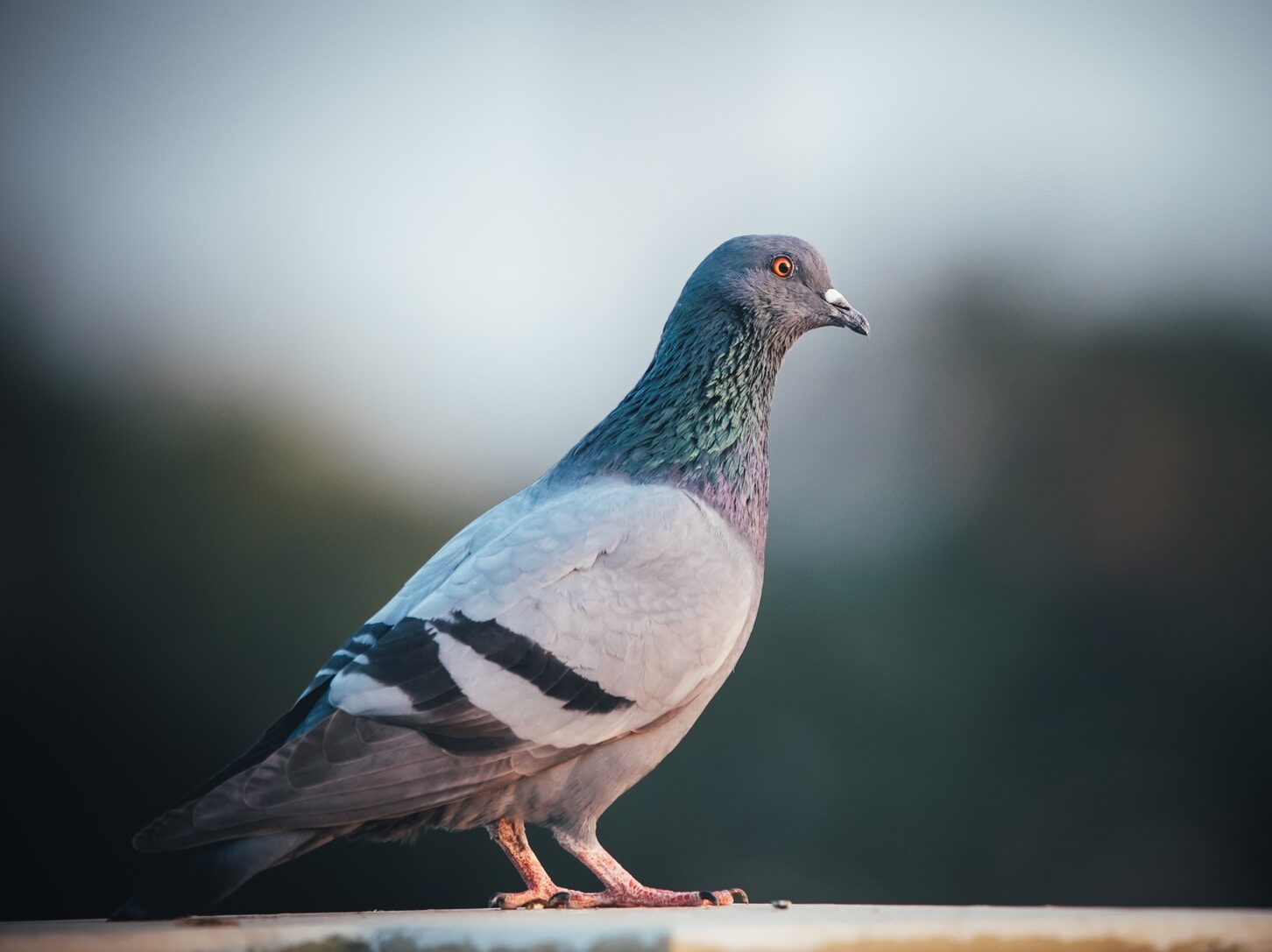 blue and white bird on brown wooden stick