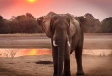 Wildlife Photography of Elephant during Golden Hour