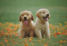 Two Yellow Labrador Retriever Puppies