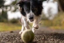 Tilt Shot Photo of Dog Chasing the Ball