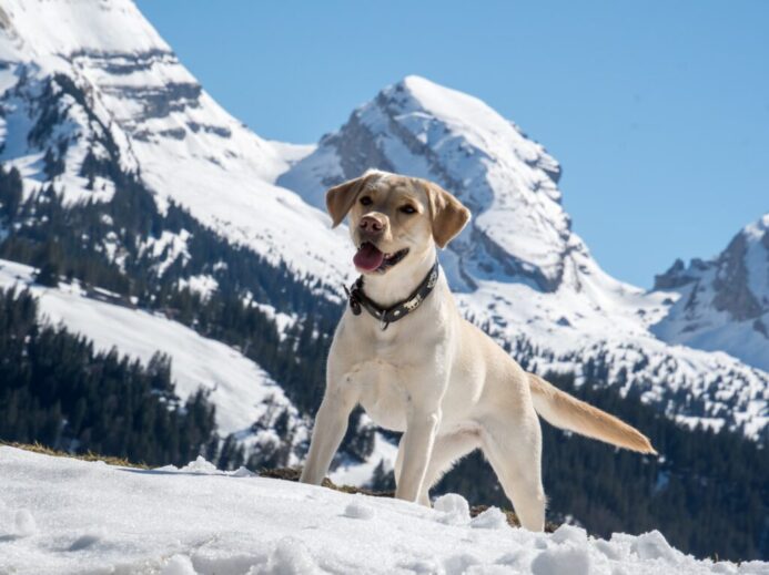 yellow labrador retriever sitting on snow covered ground during daytime