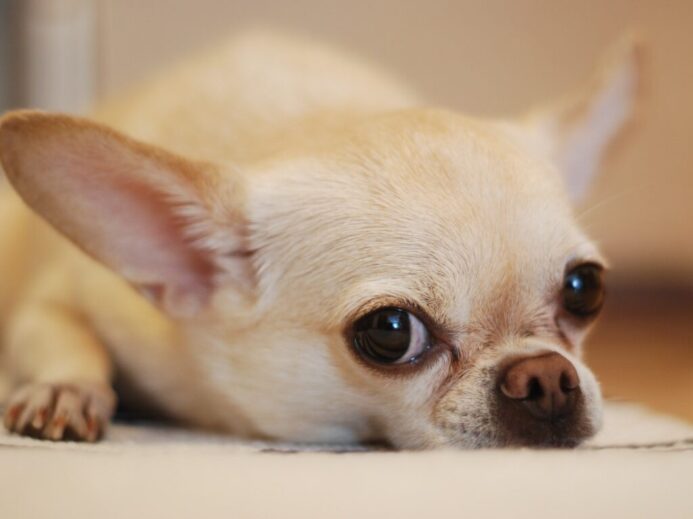 Chihuahua Lying on White Textile