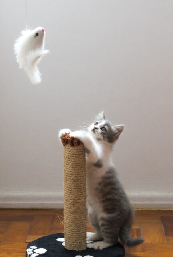 gray cat leaning on scratch post and looking on hanged fur fish