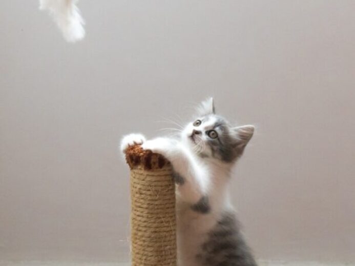 gray cat leaning on scratch post and looking on hanged fur fish
