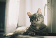 brown tabby cat lying on white textile