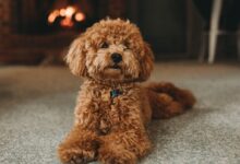 brown poodle puppy on blue carpet