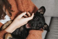 black short coat small dog