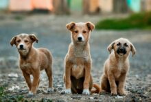 selective focus photography of three brown puppies