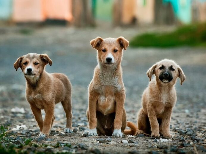 selective focus photography of three brown puppies