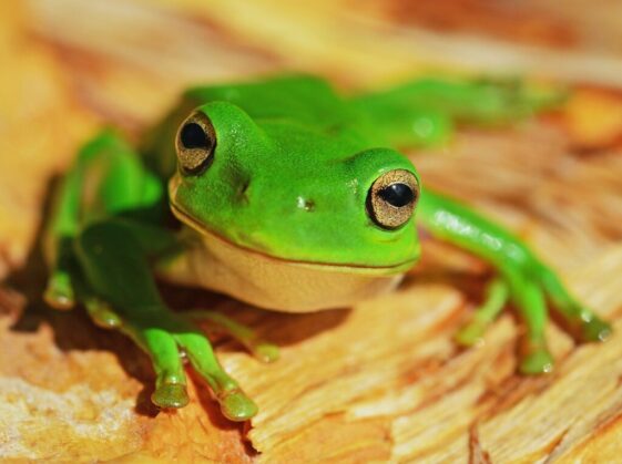 green frog on wood