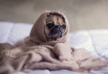 pug covered with blanket on bedspread
