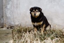 black and tan short coat medium sized dog sitting on green grass field during daytime