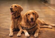 two adult golden retrievers