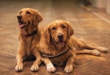 two adult golden retrievers