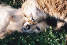 Orange Tabby Cat Beside Fawn Short-coated Puppy