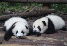 two white-and-black Pandas lying on floor during daytime