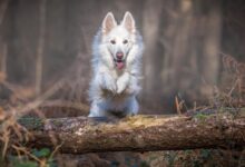 white dog jumping over log