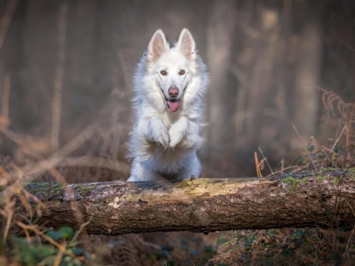 white dog jumping over log
