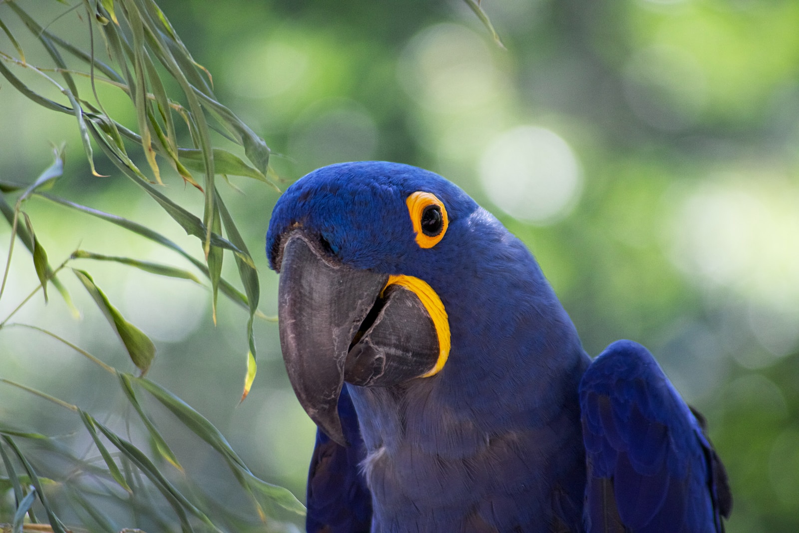 blue and yellow macaw perched on green plant