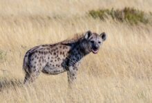 selective focus photography of hyena standing on brown grass during daytime