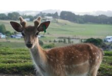 Rinnie Deer