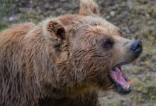 grizzly bear roars at the forest