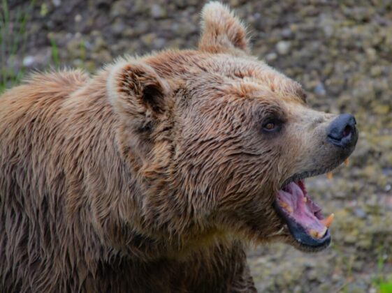grizzly bear roars at the forest